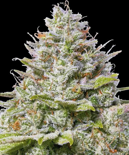 Blue Gelato 41 - 3 Seeds